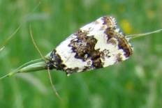 Acrolophus simulatus - Buschrasen-Grasmotteneulchen (Heidelbeeren-Silbereule)